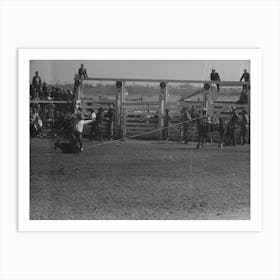 Untitled Photo, Possibly Related To Cowboy Dismounting To Throw And Tie A Calf Which He Roped From His Horse Art Print