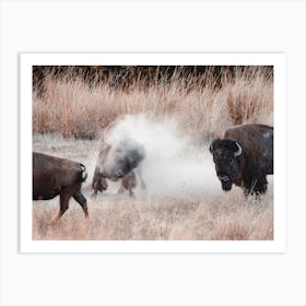 Fighting Bison Art Print