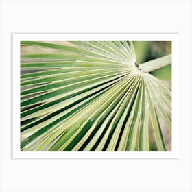 Close up Green Palm leaf // Ibiza Nature & Travel Photography Art Print