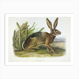 Californian Hare, John James Audubon Art Print