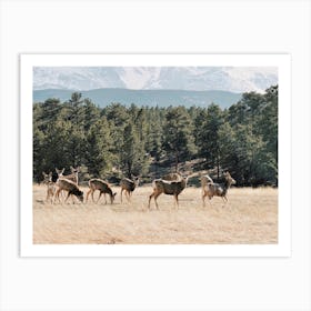 Mule Deer Herd Art Print