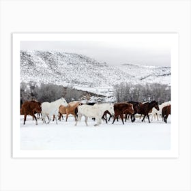 A Mixed Herd Of Wild Horses Wyoming, Carol M Highsmith  Art Print