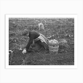 Untitled Photo, Possibly Related To Potato Worker Near East Grand Forks, Minnesota By Russell Lee Art Print