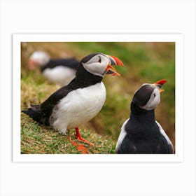 Puffins In Iceland Affiche