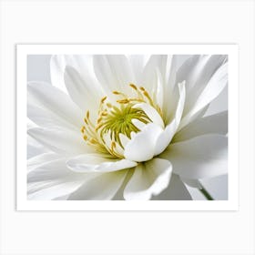 Closeup Of A White Flower With A Yellow Center Art Print