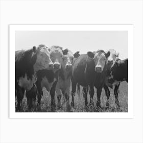 Yearlings, Cruzen Ranch, Valley County, Idaho By Russell Lee Art Print