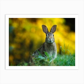 Rabbit In The Grass 1 Art Print