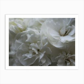 White Carnations Art Print