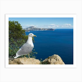 Seagull and rocks on the Mediterranean coast Art Print