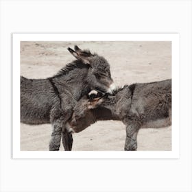 Baby Donkey Siblings Art Print