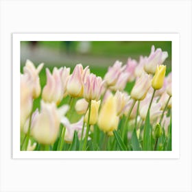 Tulips In Bloom Art Print