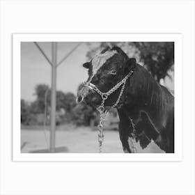 Stuffed Bull In Front Of Gas Station,Minnesota By Russell Lee Art Print