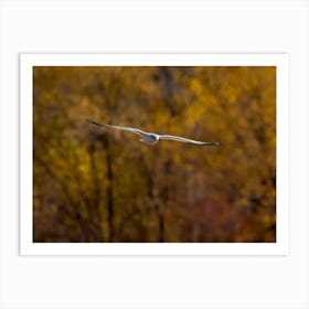Seagull Flying In The Autumn Forest Art Print