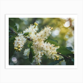 White Cherry Blossoms 1 Art Print