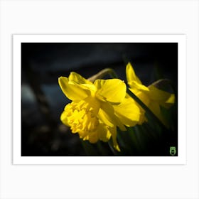 Daffodils 20190309 8ppub Art Print