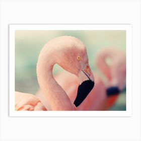 Flamingo Closeup Art Print
