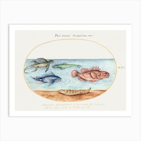 Sea Ape, Two Scorpion Fish And Two Other Fish (1575–1580), Joris Hoefnagel Art Print