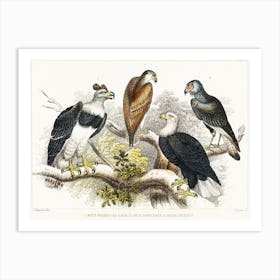 White Headed Sea Eagle, Great Harpy Eagle, Chilian Sea Eagle, And Brazilian Caracara Eagle, Oliver Goldsmith Art Print