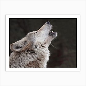 Wolf Howling At The Moon Art Print
