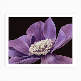 Purple Anemone Art Print