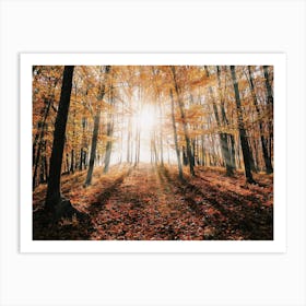 Sunrise In Fall Forest Art Print