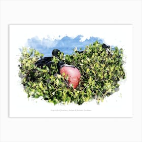 Frigate Bird Sanctuary, Antigua & Barbuda, Caribbean Art Print