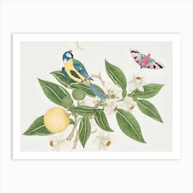 Bluebirds And Lemons Art Print