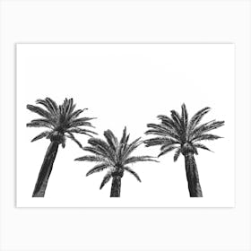 Three Palm Trees In Black And White Art Print