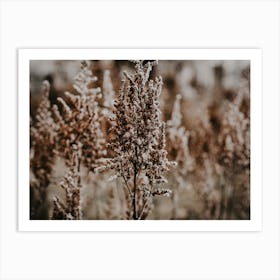 Dried Grass Art Print