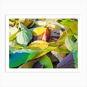 Autumn Leaves 20191206 5ppub Art Print