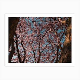 Cherry Blossoms. Trees Against The Sky Under The Light Of The Sun Art Print