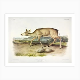Black Tailed Deer, John James Audubon Art Print