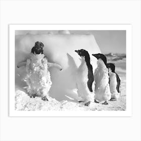 Penguins In Antarctica, Black and White Old Photo, Vintage Animal Art Art Print