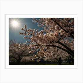 Cherry Blossoms 2 Art Print