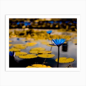 Blue Water Lily Art Print