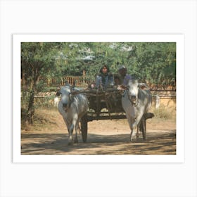 Two Oxen Pulling A Cart, Myanmar Art Print