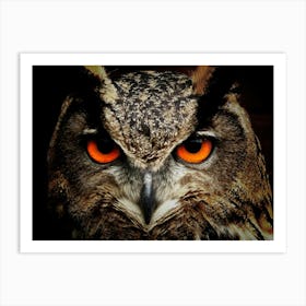 Owl Eyes Art Print