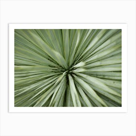 The Heart Of A Green Palm Tree // Nature Photography Art Print