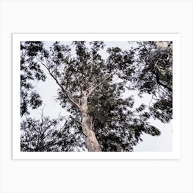 Dark Eucalyptus Tree Art Print