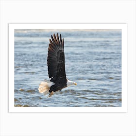 Bald Eagle Over the Mississippi Art Print