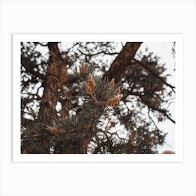 Pine Tree Branches Art Print