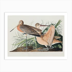 Great Marbled Godwit, Birds Of America, John James Audubon Art Print
