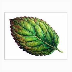 Close Up Of A Single Mint Leaf Art Print