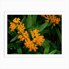 Orange butterfly weed Art Print