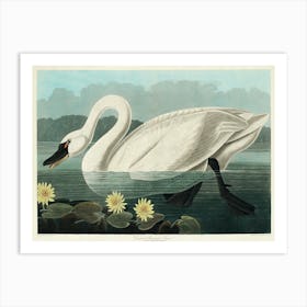 Swan In Water Art Print