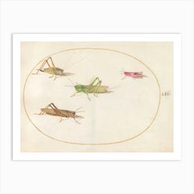 Four Grasshoppers (c. 1575-1580), Joris Hoefnagel Art Print