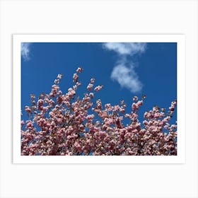 Cherry Blossom 7765 Affiche