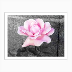 Pink Rose Black and white background. Art Print