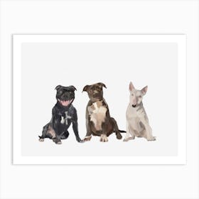 Pit Bull Dogs Art Print