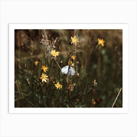 White Butterfly In The Countryside Colour Nature Photography Art Print